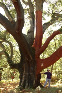quercus suber oak tree